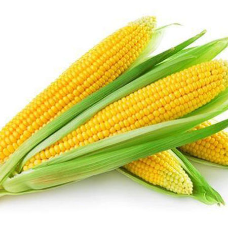 Picture for category Sweet Corn/ মিষ্টি ভুট্টা