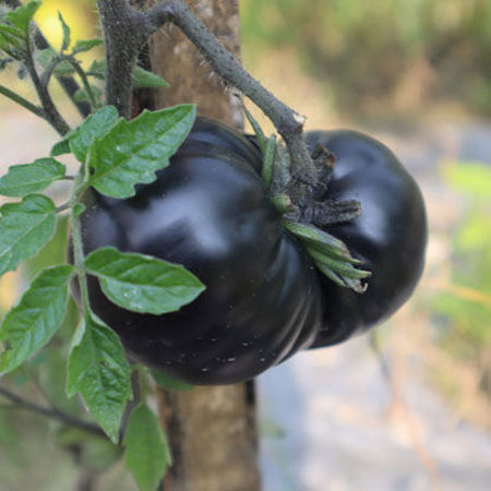 Picture for category কালো টমেটো/Black Tomato