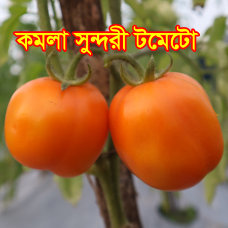 Picture for category হলুদ ও কমলা টমেটো/Yellow & Orange Tomato