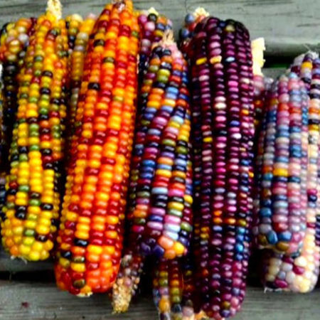 Picture for category Color Corn/ কালার কর্ণ