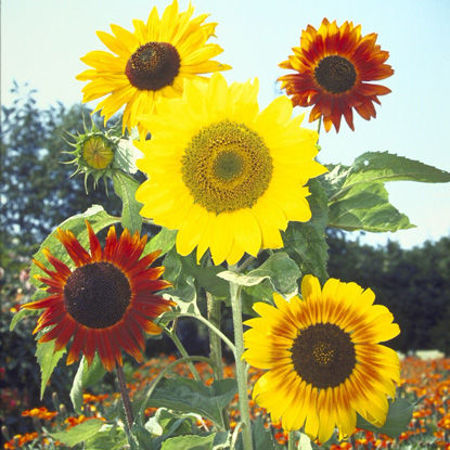 Picture for category Sunflower/ সূর্যমুখী ফুল