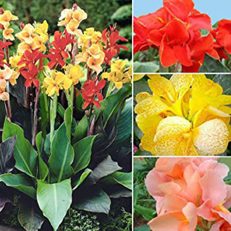 Picture for category Canna Flower/ কলাবতী ফুল