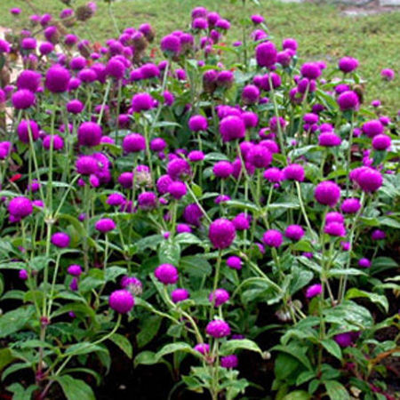 Picture for category Gomphrena Flower/বোতাম ফুল