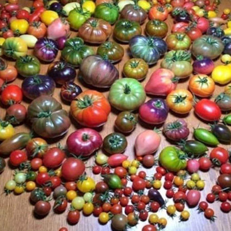 Picture for category টমেটো জাদুঘর/Tomato Museum