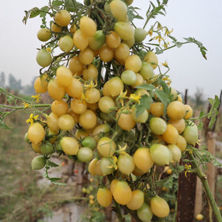 Picture for category আঙুর টমেটো/Grape Tomato