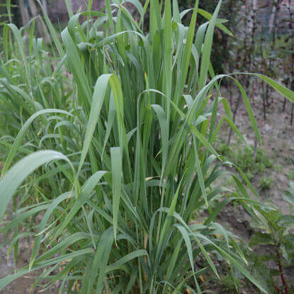 Picture of GWT001. আদম গম (50)/Adam Wheat