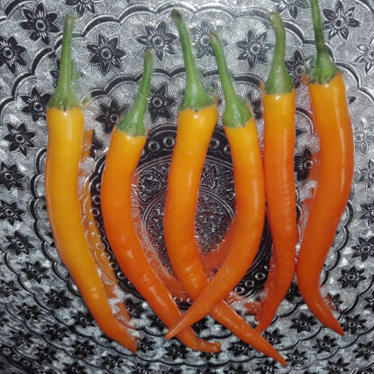 Picture of PPH214. ইউরোপের রুপসী মরিচ (30)/Europer Ruposi Chilli