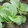 Picture of LPC070. Kosturi Pac Choy / কস্তুরী বাটি শাক