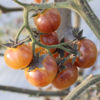 Picture of TS520. কাঁচের চেরী টমেটো (20)/Kacher Cherry Tomato