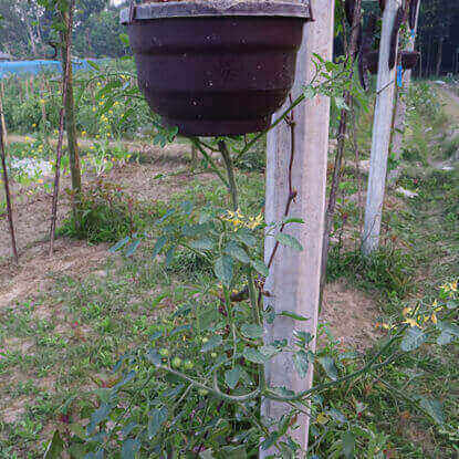 Picture of ATM888. জান্নাতী টমেটো (30)/Topsy-turvy Tomato