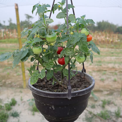 Picture of ATM953. ঝুলন্ত টব চেরী টমেটো (40)/Hanging Tub Cherry Tomato