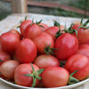 Picture of ATK490. (Thai Golapi) Pink Tomato / থাই গোলাপী টমেটো
