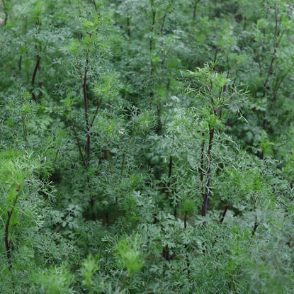 Picture of HBC200. থাই ভেষজ ধনিয়া (10)/Thai Herbal Coriander