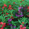 Picture of FBS204B. দাওয়াই দোপাটি ফুল (100)/Dawyai Balsam Flower