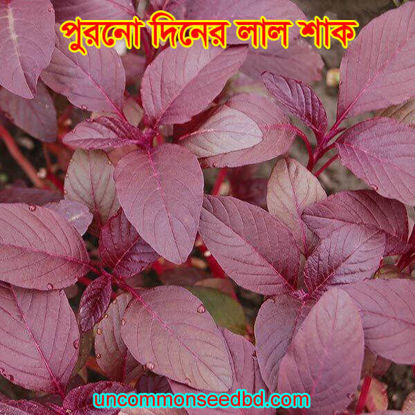 Picture of LAR299. পুরনো দিনের লাল শাক (10)/Red Amaranth of Old Days