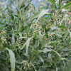 Picture of HB230. প্রাকৃতিক তসবীহ দানা (30)/Natural Tasbeeh/Job's tear/Adlay Millet