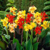 Picture of FIS804. (Biswabharoti) Dwarf Canna / বিশ্বভারতী খাটো কলাবতী