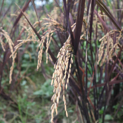 Picture of GRC205. বেগুণী পাতা ধান (500)/Purple Leaf Rice