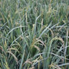 Picture of GRC203. Herbal Rice / ভেষজ ধান
