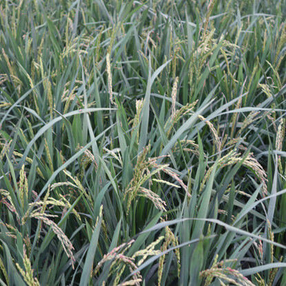 Picture of GRC203. Herbal Rice / ভেষজ ধান