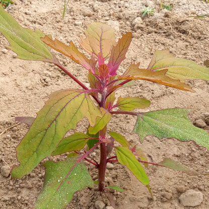 Picture of LGF402. রাজহংসী লাল বথুয়া শাক (5)/Rajhongshi Red Goosefoot