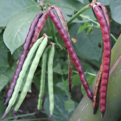 Picture of CPQ722. Queen Isbella Cowpea / রাণী ইসাবেলা চোঁখী ফেলন ডাল