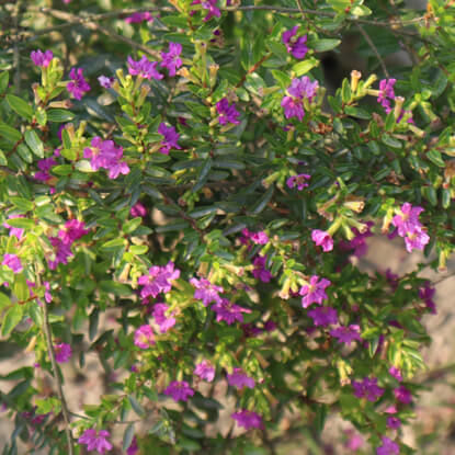 Picture of FSF404. রাণী কুফিয়া ফুলের চারা (04)/Saplings of False Heather