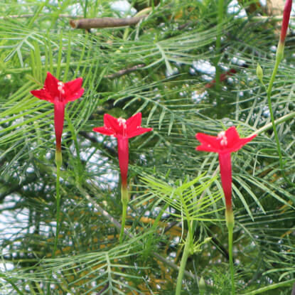 Picture of FMG505. (Lal Lobongo Taralota) Morning Glory / লাল লবঙ্গ তারালতা ফুল