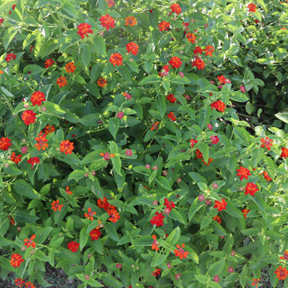 Picture of FSL614. লাল লন্ঠন ফুলের চারা (04)/Red Lantana Flower Sapling