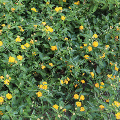 Picture of SLT628. হলুদ লন্ঠন ফুলের চারা (04)/Yellow Lantana Flower Sapling