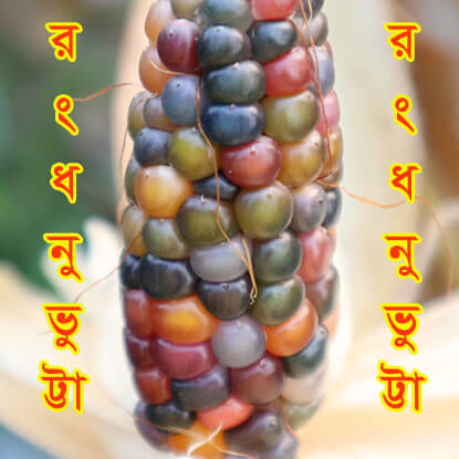 Picture of CNR007. রংধনু ভুট্টা #কুরিয়ার ফ্রি[Min Order 4(This Item Or Any)] ১০০/=অগ্রীম