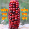 Picture of CND700. (Dalim dana) Reddish Corn / ডালিম দানা ভুট্টা