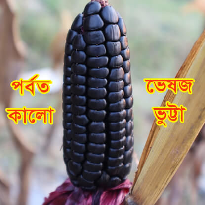 Picture of CNB705. পর্বত কালো ভেষজ ভুট্টা (40)/Parbot Kalo Herbal Maize