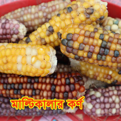 Picture of CN704. মাল্টিকালার কর্ণ মিক্স(100)/Multicolor Corn Mix