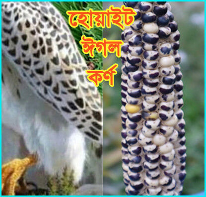 Picture of CNW722. হোয়াইট ঈগল কর্ণ (60)/White Eagle Corn