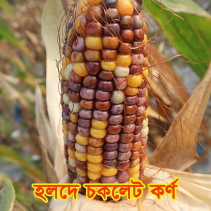 Picture of CN712. হলদে-চকলেট কর্ণ (40)/Holde-Chocolate Corn