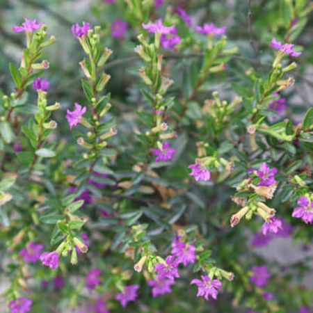 Picture for category রাণী কুফিয়া ফুলের চারা/Saplings of False Heather