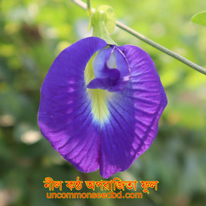 Picture of FBP406. নীলকন্ঠ অপরাজিতা ফুল (50)/Nilkontho Butterfly Pea Flower