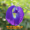 Picture of FBP406. Butterfly Pea Flower /নীলকন্ঠ অপরাজিতা ফুল