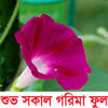 Picture of FMG606. Good Morning Glory / শুভ সকাল গরিমা  ফুল