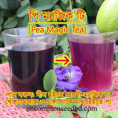 Picture of FBP405. (Aparajita Flower) Pea Magic Tea/পি ম্যাজিক টি