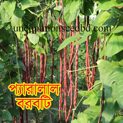 Picture of YLB011. প্যারালাল বরবটি (50)/Parallel Yard Long Bean