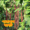 Picture of YLB011. প্যারালাল বরবটি (60)/Parallel Yard Long Bean