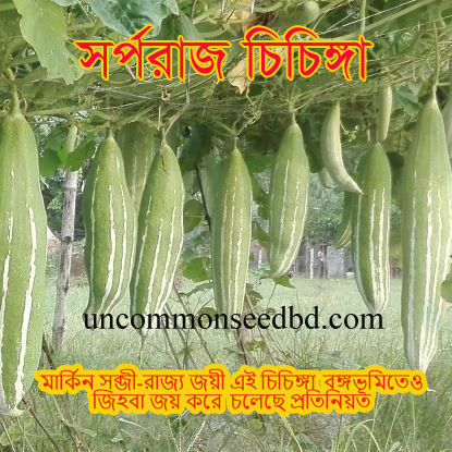 Picture of SBS404. সর্পরাজ চিচিঙ্গা (25)/Sorpo Raj Snake Bean