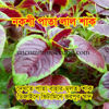 Picture of LAD300. নকশী পাতা লাল শাক (500)/Designed Leafy Amaranth