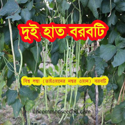 Picture of YLB002. দুই হাত বরবটি (40)/Dui hat Yard Long Bean