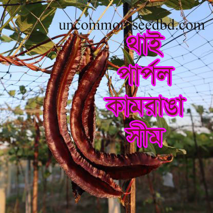 Picture of BNW101. থাই পার্পল কামরাঙা সীম #কুরিয়ার ফ্রি[Min Order 4(This Item Or Any)] ১০০/=অগ্রীম