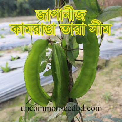 Picture of BNW103. জাপানীজ কামরাঙা তারা সীম (20)/Japanese Winged Star Bean