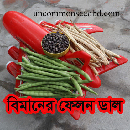 Picture of CPA707. বিমানের ফেলন ডাল (100)/Cowpea From Aeroplane