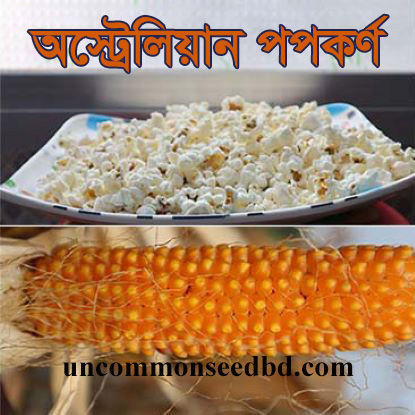 Picture of CNP909. অস্ট্রেলিয়ান পপকর্ণ (100)/Australian Popcorn